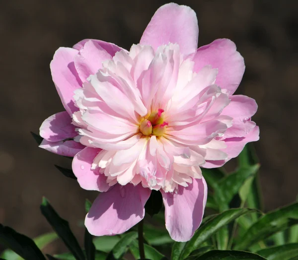 Pink peony — Stock Photo, Image