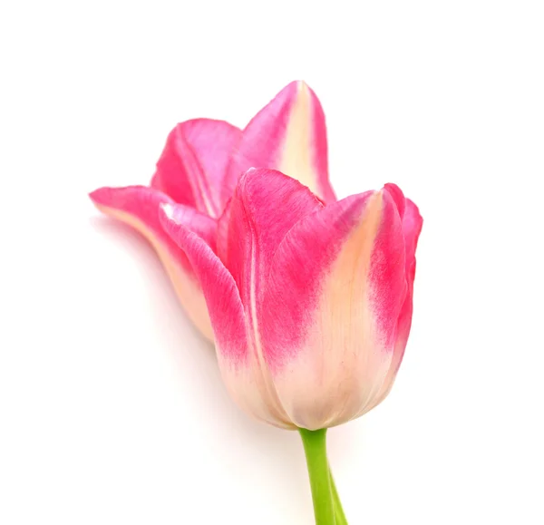 Tulipanes rosados — Foto de Stock