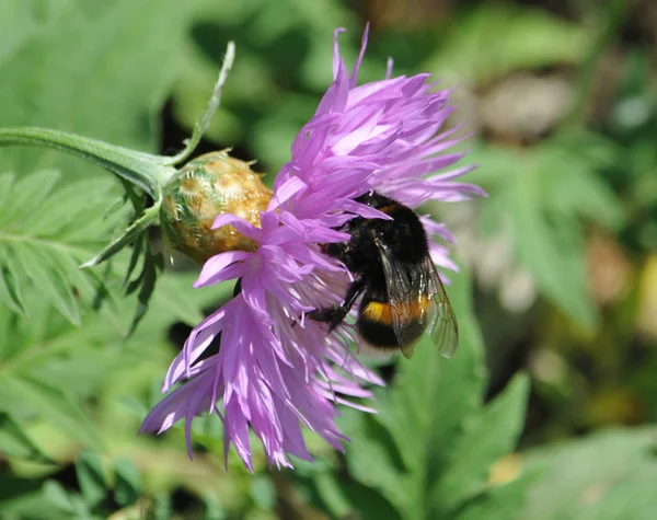 Bee pollinates a cornflower — Stock Photo, Image
