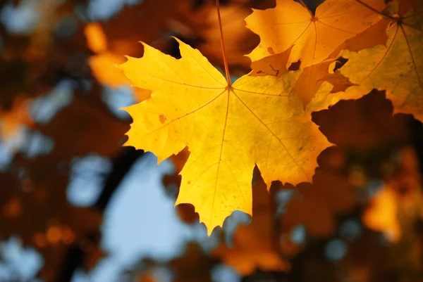 Yellow maple — Stock Photo, Image