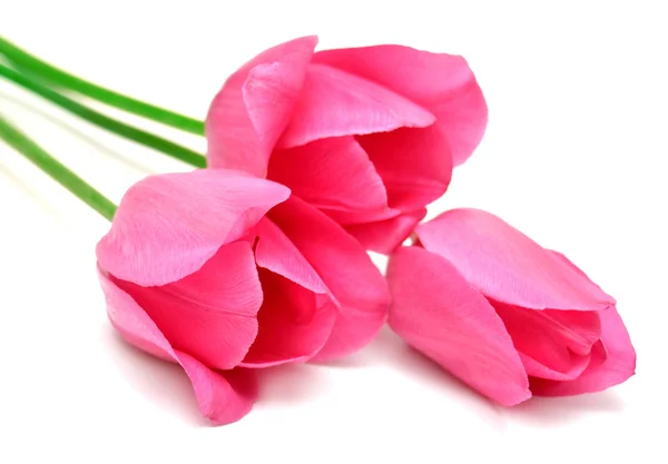 Pink tulips — Stock Photo, Image