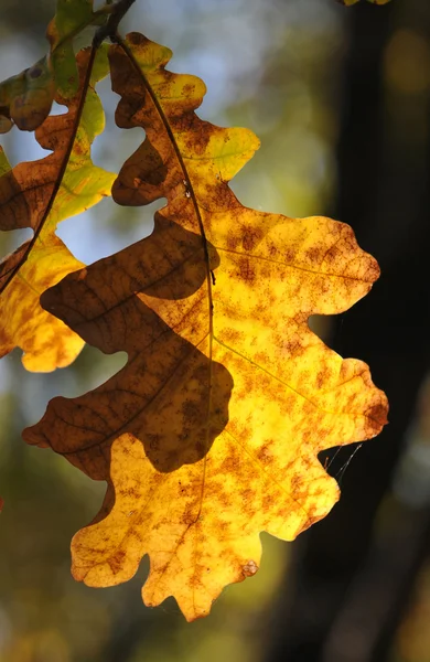 オークの葉 — ストック写真