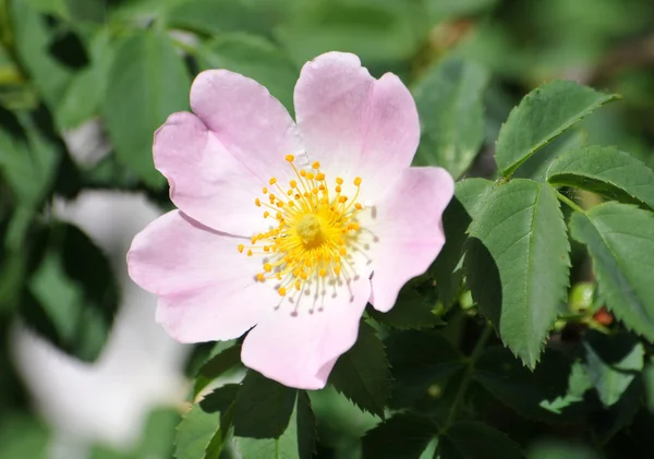 Blooming wild rose — Stock Photo, Image