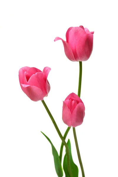 Três tulipas rosa — Fotografia de Stock