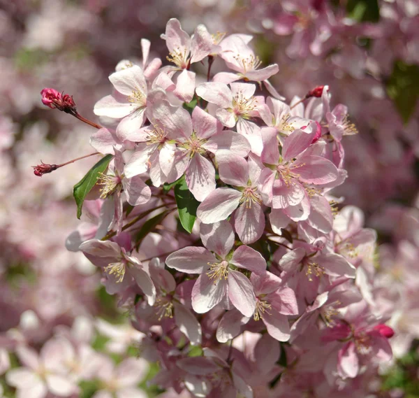 Paradiesapfel — Stockfoto