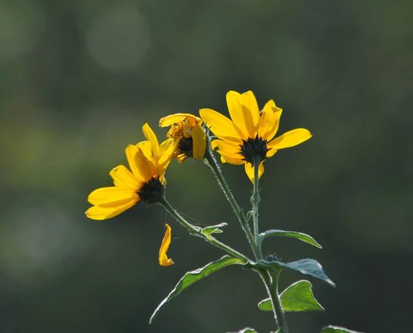 Yellow flowers — Stock Photo, Image