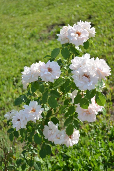 Une rose blanche — Photo