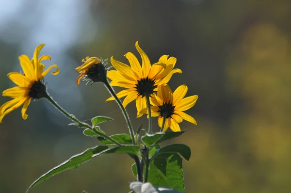 Yellow flowers — Stock Photo, Image