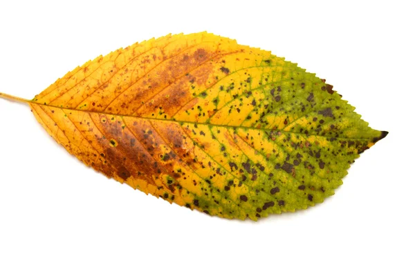 Leaf on a white background — Stock Photo, Image