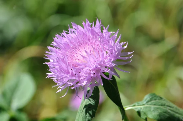 Paarse Korenbloem — Stockfoto