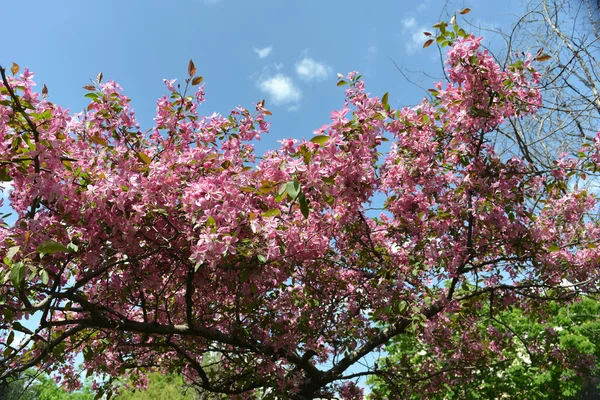 天堂苹果 — 图库照片