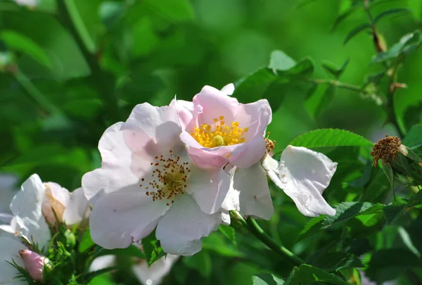 Blooming wild rose — Stock Photo, Image