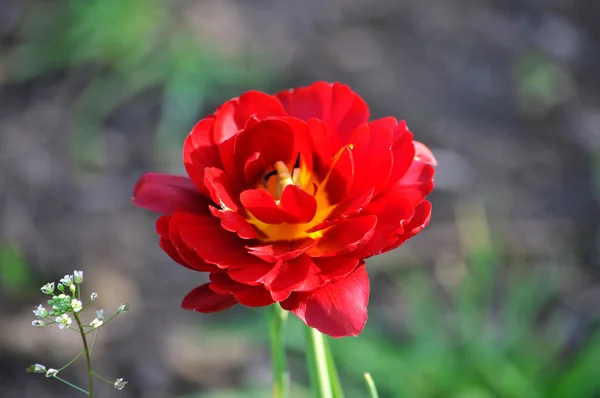 Rosa Tulpe — Stockfoto