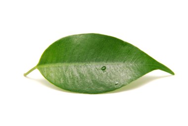 απομονωμένες μονόφυλλη