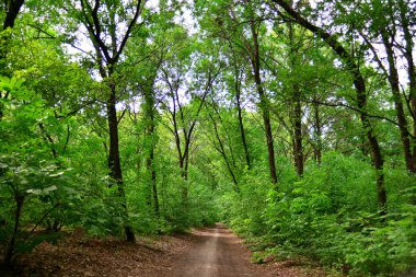 Yeşil ormanda yol