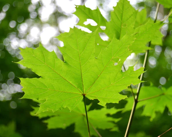 Hoja de arce verde —  Fotos de Stock