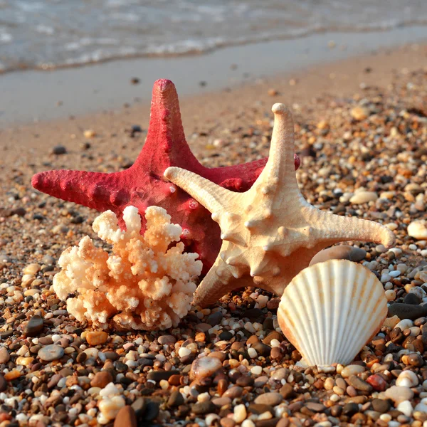 Starfish e conchas — Fotografia de Stock