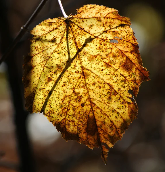 Жовті листя — стокове фото