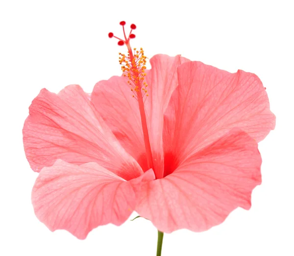 Roze hibiscus — Stockfoto