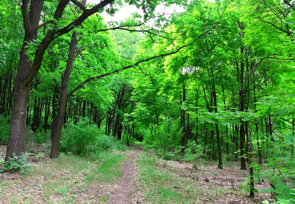 Skog — Stockfoto