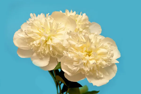 White chrysanthemums — Stock Photo, Image