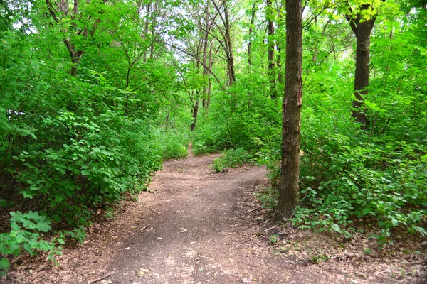 Vägen i grön skog — Stockfoto