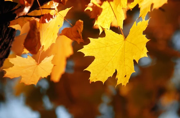 Yellow maple leaves — Stock Photo, Image