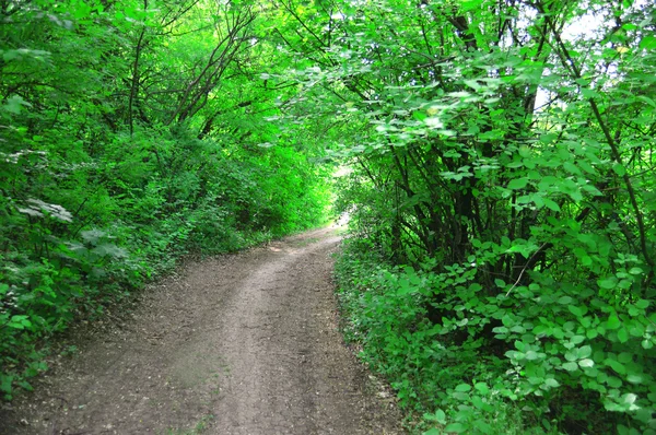 Skog — Stockfoto