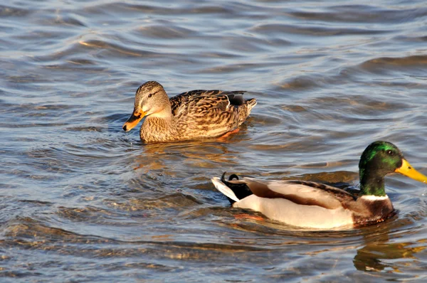 Wilde eenden — Stockfoto