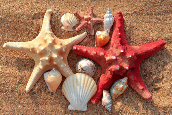 Морские звезды и раковины
