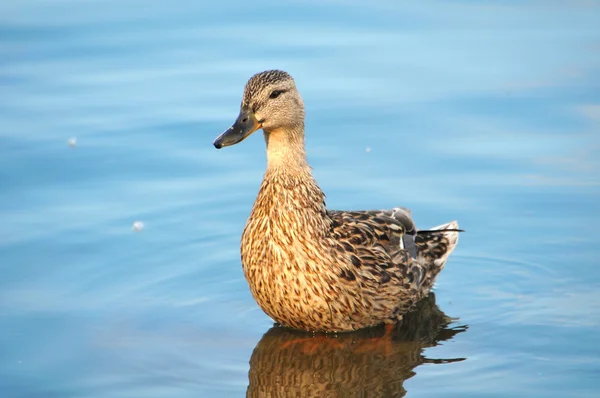 Wild duck — Stock Photo, Image