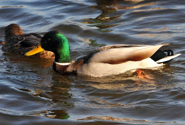 Wildenten — Stockfoto