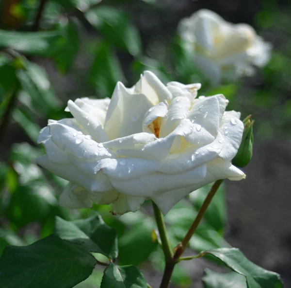 White rose — Stock Photo, Image