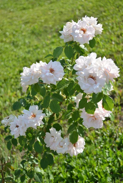 Uma rosa branca — Fotografia de Stock
