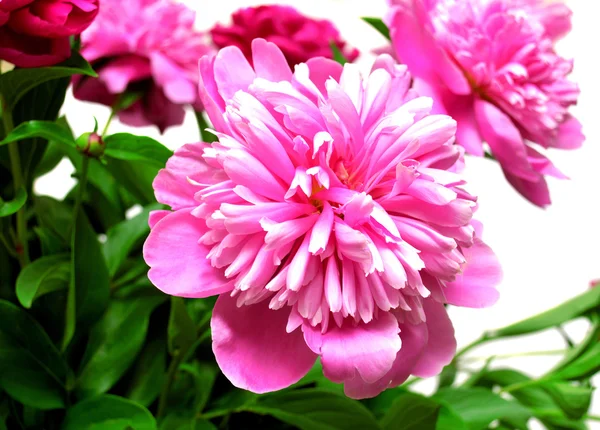 Peony in the garden — Stock Photo, Image