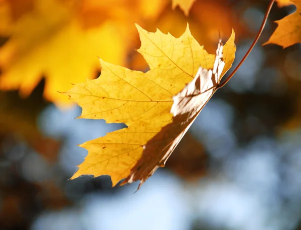 Yellow maple Royalty Free Stock Images