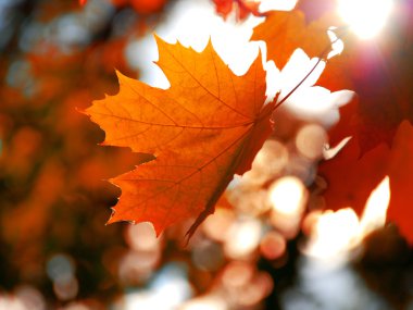 akçaağaç yaprağı