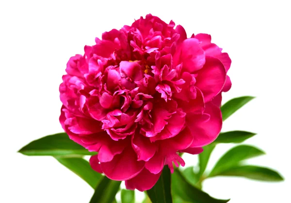 Pink peony — Zdjęcie stockowe