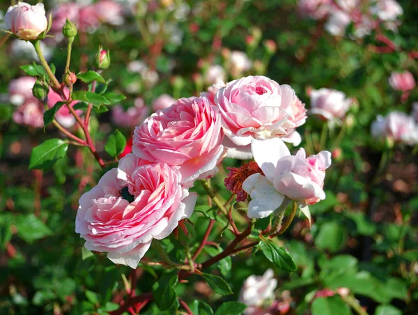 Rosa rosa — Fotografia de Stock