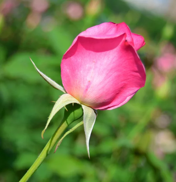 Pink rose — Stock Photo, Image