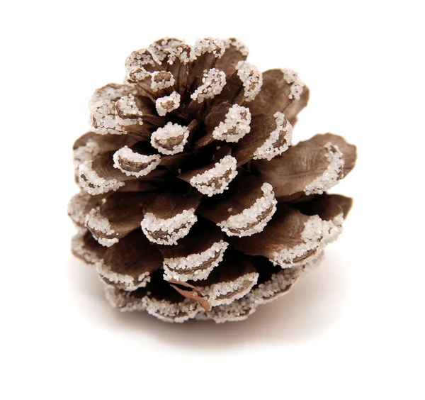 Pine Cone — Stock Photo, Image