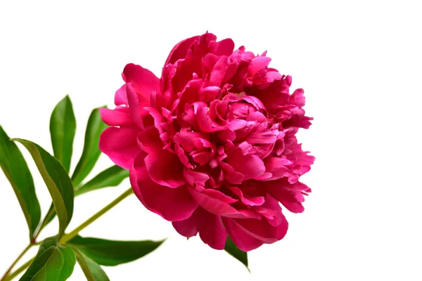 Pink peony — Stock Photo, Image