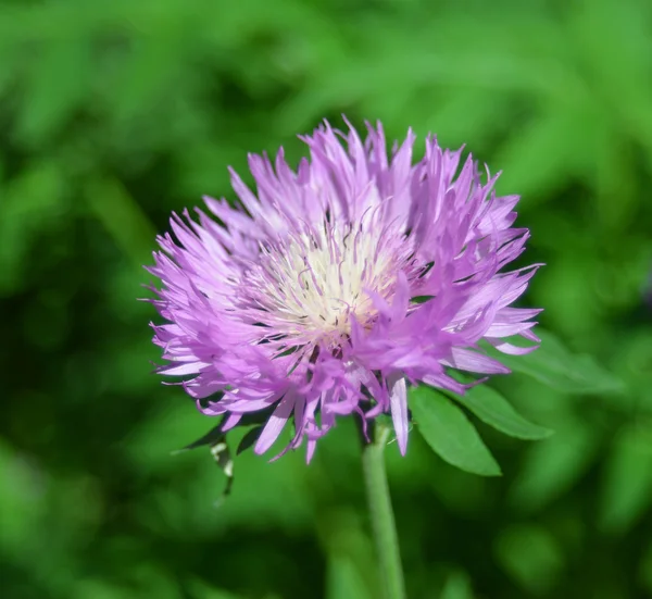 Paarse Korenbloem — Stockfoto