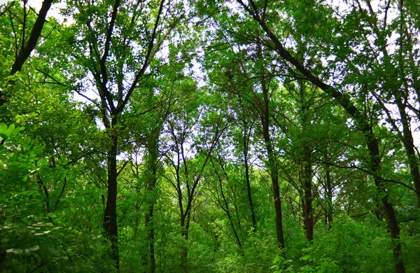 Bosque verde — Foto de Stock