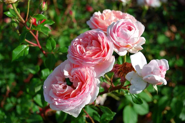 Pink rose — Stock Photo, Image