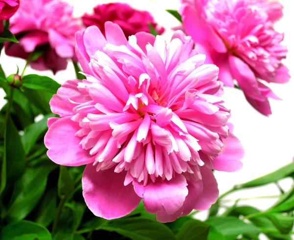 Pink peony — Stock Photo, Image