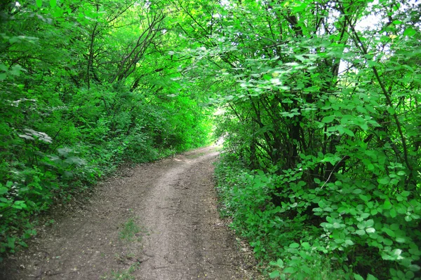 Skog — Stockfoto