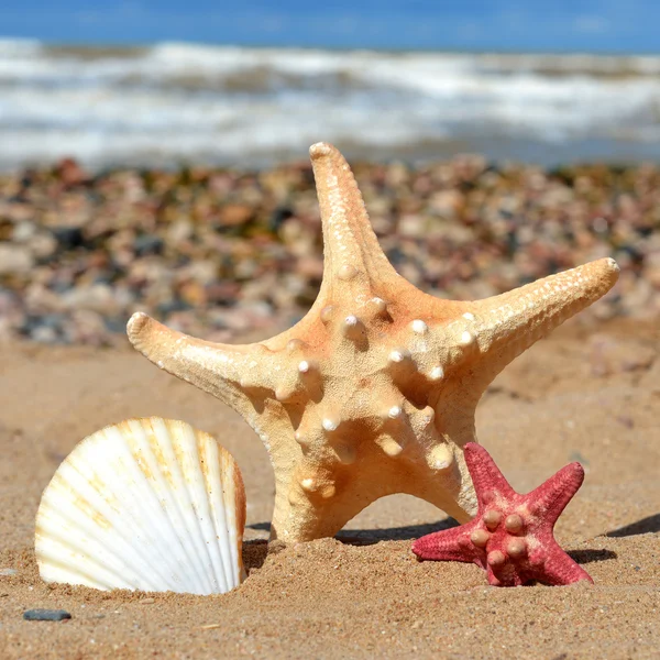 Starfish e conchas — Fotografia de Stock