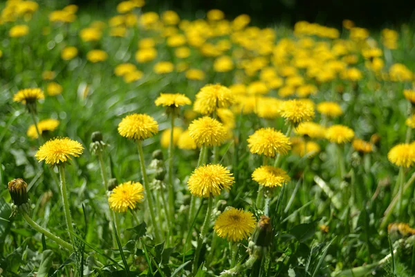 Yellow dandelions in the green grass — Stock Photo, Image