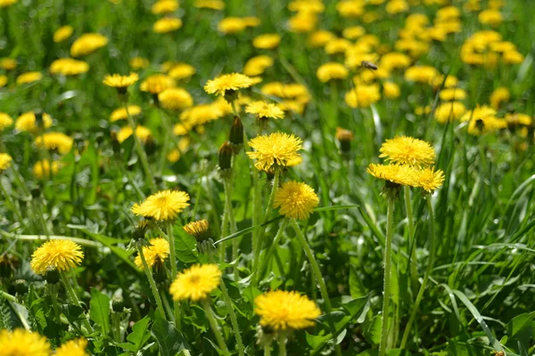 Yellow dandelions in the green grass — Stock Photo, Image